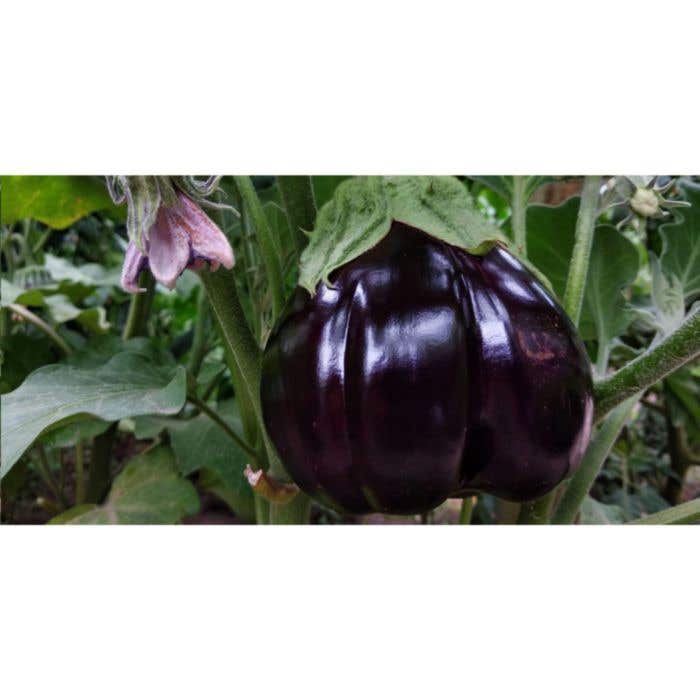 Potlood | Plantbaar | Met zaadjes