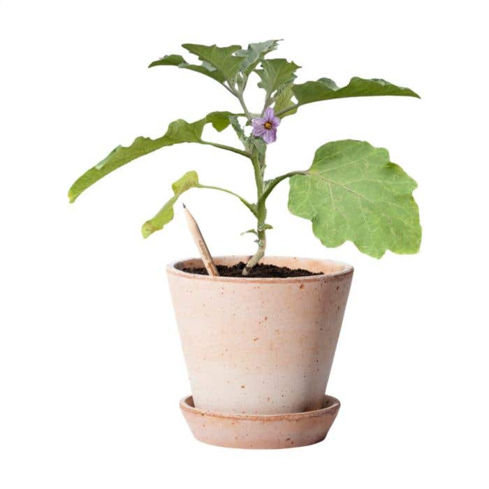Sproutworld potlood Sharpened | Plantbaar | Met zaadjes