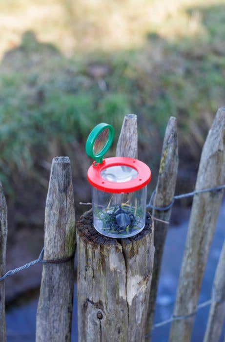 Insectenpotje Sunlit