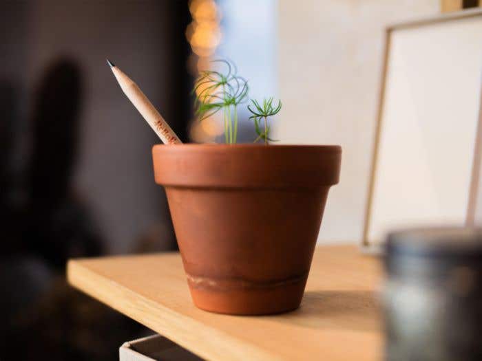 Sproutworld potlood Silas | Hout | Geslepen punt | Met zaadcapsule
