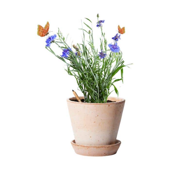 Sproutworld potlood Silas | Hout | Ongeslepen | Met zaadcapsule
