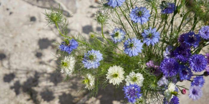 Sproutworld potlood Silas | Hout | Ongeslepen | Met zaadcapsule