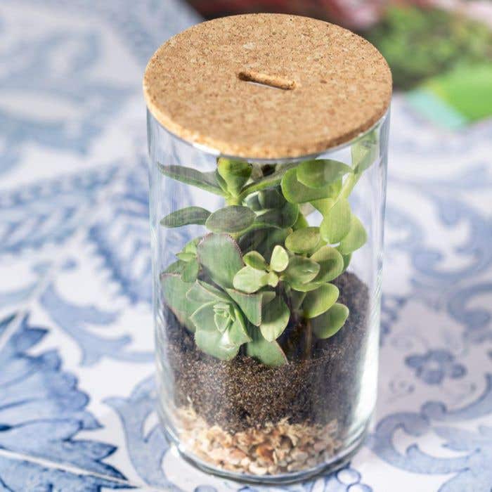Terrarium Set Anymak