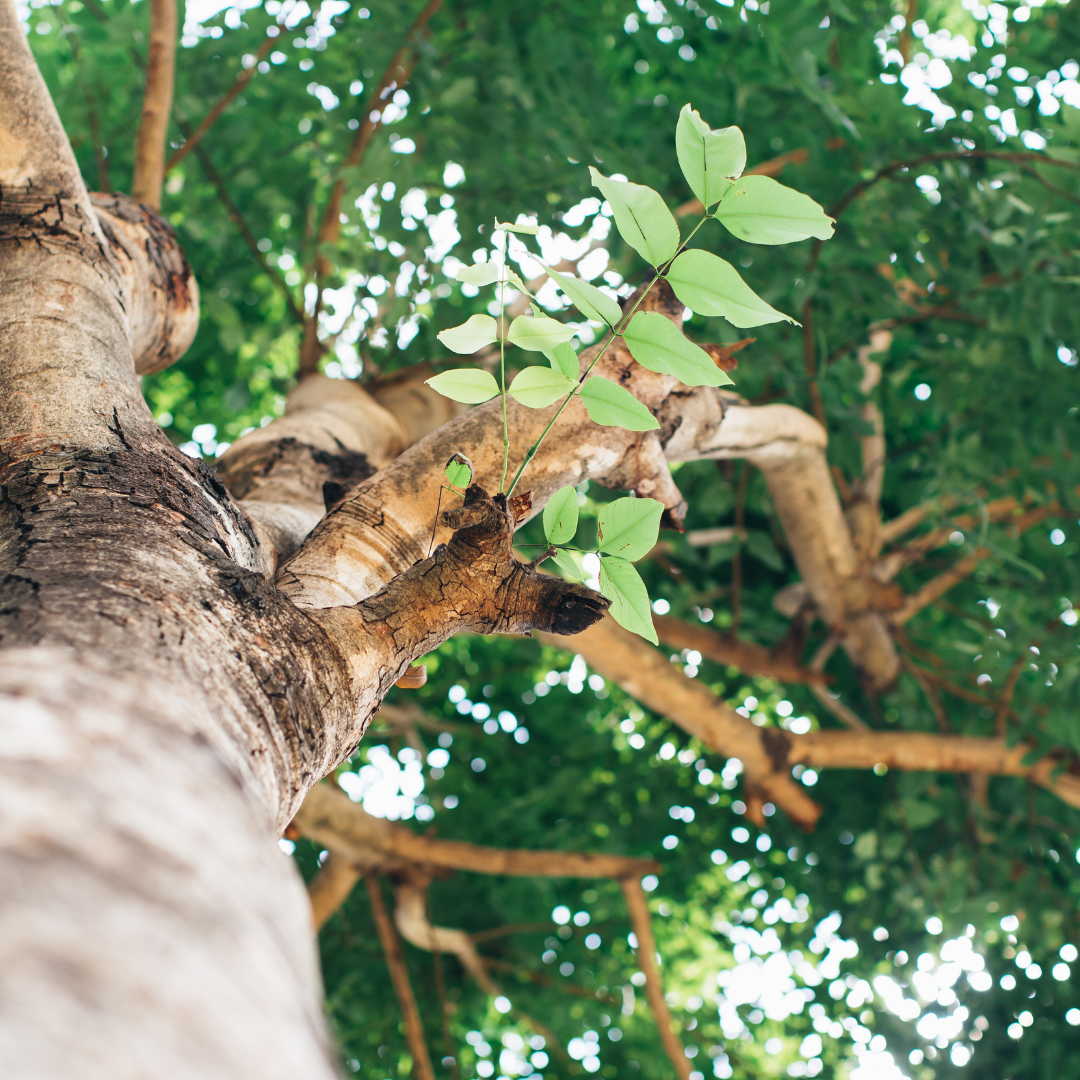 trees for all